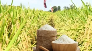 تراجع طفيف.. أسعار الأرز الخام المخصص للتصدير تسجل مستويات جديدة في الأسواق المحلية